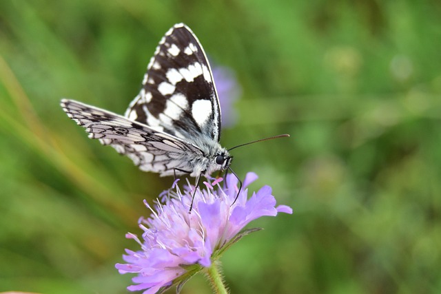 Editorial checklist pinned on board